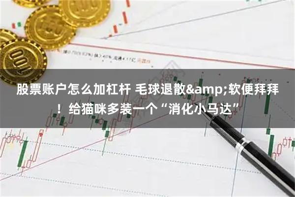 股票账户怎么加杠杆 毛球退散&软便拜拜！给猫咪多装一个“消化小马达”
